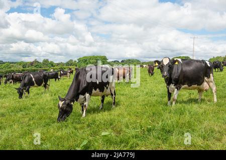 Mandria di mucche friesiane che pascolo in un campo Foto Stock