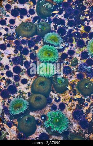 Particolare di bel verde anemone mare vibrante nella piscina marea oceano Foto Stock