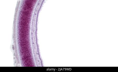 Micrografia leggera di una sezione attraverso la trachea, o tubo di vento, il tubo che conduce dalla bocca al bronco e ai polmoni. Foto Stock