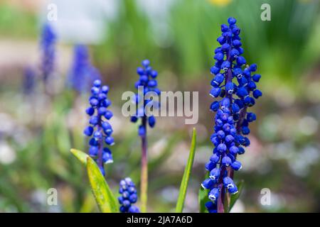 Bel fiore di giacinto di uva blu contro erba verde sfocata. Bluebells fioritura. Foto di alta qualità Foto Stock