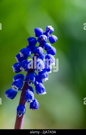 Bel fiore di giacinto di uva blu contro erba verde sfocata. Bluebells fioritura. Foto di alta qualità Foto Stock