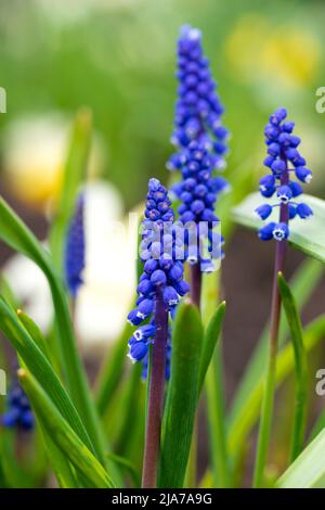 Bel fiore di giacinto di uva blu contro erba verde sfocata. Bluebells fioritura. Foto di alta qualità Foto Stock