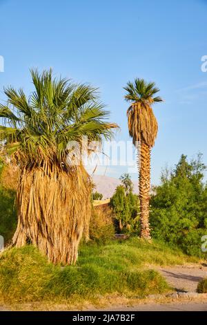 Palme del deserto in campo verde Foto Stock