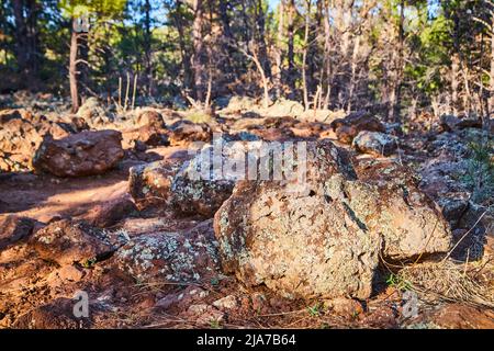 Particolare di mucchi di lichen rocce nella foresta Foto Stock
