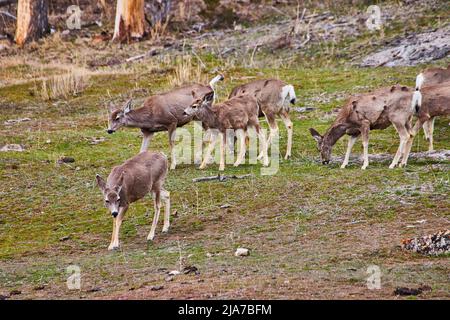 Mandria di cervi di montagna che pascola su erbe in collina Foto Stock