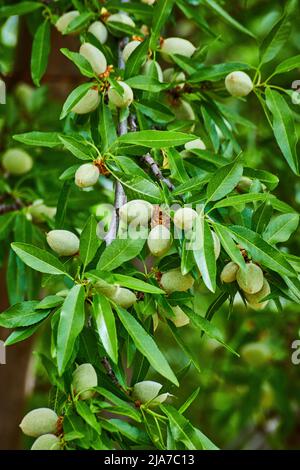Particolare di mandorle in erba su albero Foto Stock