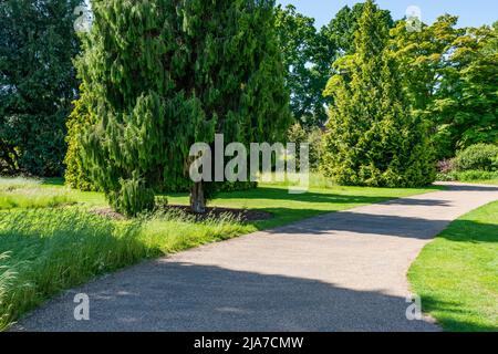 Un percorso attraverso un parco, Surrey, Regno Unito Foto Stock