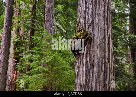 Grande nodo di burl albero su antico albero di sequoia nella foresta Foto Stock