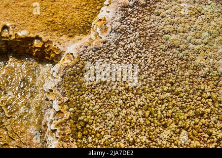 Particolare di terrazze termali calde a Yellowstone Foto Stock