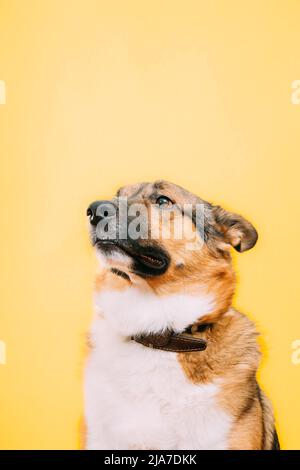 Ritratto close up del cane mongrel di razza mista. Isolato su sfondo giallo Foto Stock