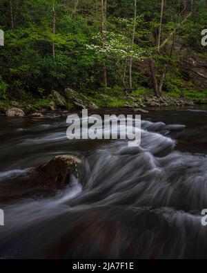 Primavera nella sezione Tremont del Great Smoky Mountains National Park nel Tennessee Foto Stock