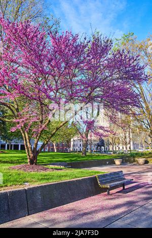 I petali rosa caduti circondano la panchina del parco da un albero di ciliegi di primavera mozzafiato Foto Stock