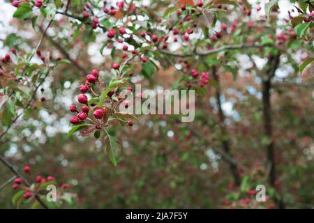 Germogli di mele rosse nei primi giorni di primavera. Melo rosso decorativo. Foto Stock