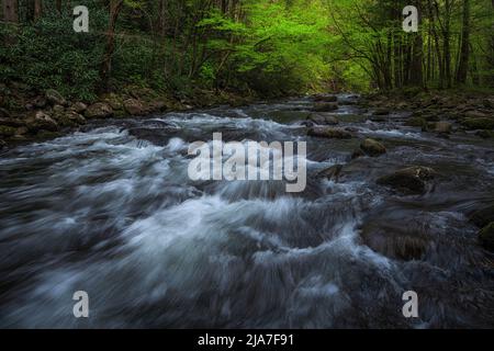 Primavera nella sezione Tremont del Great Smoky Mountains National Park nel Tennessee Foto Stock