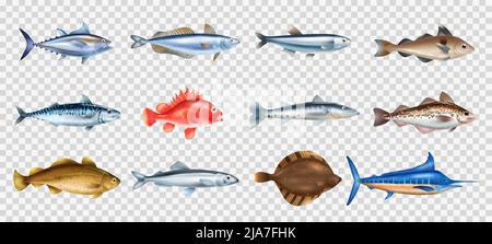 Pesce di mare realistico trasparente insieme con simboli di specie diverse illustrazione vettoriale isolata Illustrazione Vettoriale