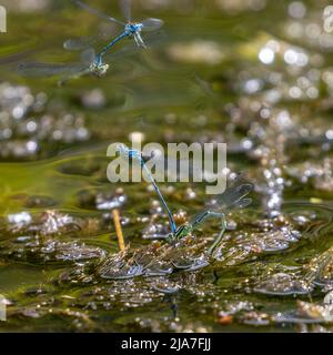 UK Wildlife - 28 May 2022: Due paia di damselfie azzurre (Coenagrion puella) uova di deposizione (ovipositing) con i maschi che conducono e proteggono le femmine in un laghetto poco profondo, Otley, West Yorkshire, Inghilterra credito: Rebecca Cole/Alamy Live News Foto Stock