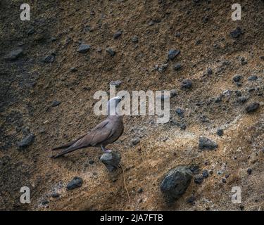 Un raro gabbiano di Lava (Leucofeo fuliginosus) arroccato su una scogliera costiera nelle isole Galápagos dell'Ecuador Foto Stock