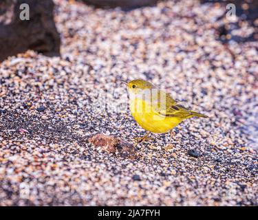 Trillo giallo (Setophaga petechia) la caccia di cibo sulle rive di Fernandina nelle isole Galapagos dell Ecuador Foto Stock