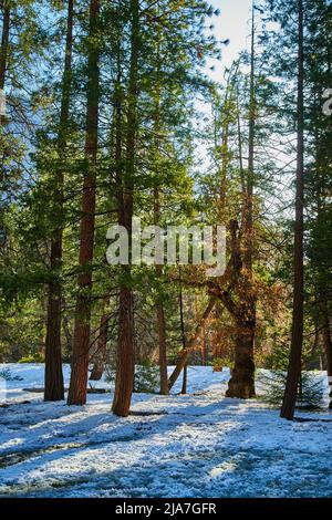 Terra gelata nella foresta di pini con luce del mattino Foto Stock