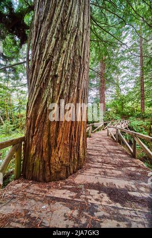 L'antico albero di sequoia cresce attraverso il ponte escursionistico in legno Foto Stock