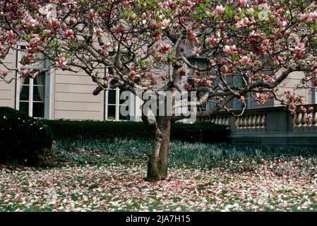 Albero di Magnolia con fiori cadenti all'esterno del Frick Museum sulla Fifth avenue a New York durante l'estate del 1979 Foto Stock