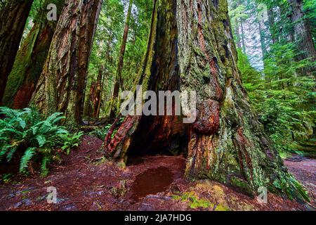 Primo piano di fusto di alberi scavati di un antico albero di sequoia Foto Stock