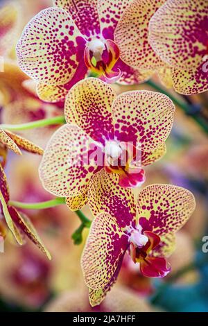 I tulipani colorati fioriscono al Parco Keukenhof di Lisse, Natherlands Foto Stock