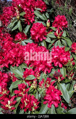 Rododendro rosso Foto Stock
