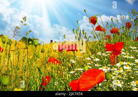 Bel paesaggio di campi agricoli colorati in estate, papavero di mais rosso selvatico e fiori di camomilla bianco (Papaver roeas), nuvole cielo blu estate, su Foto Stock