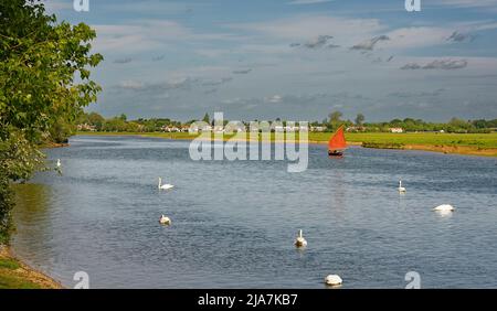 PORT MEADOW OXFORD PICCOLA BARCA CON VELE MARRONI E CIGNI SUL TAMIGI IN PRIMAVERA Foto Stock
