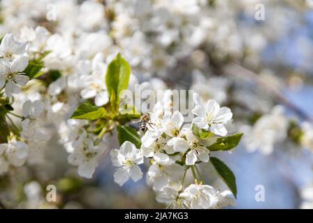 Un'ape raccoglie il polline nei fiori di un vecchio ciliegio asino Foto Stock