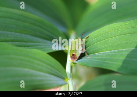 Protezione comune Bug; Palomena prasina; su una foglia Foto Stock