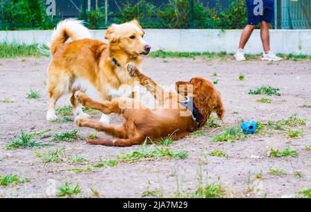 Cocker inglese spaniel cane e cane razza non identificato che gioca in un parco giochi Foto Stock