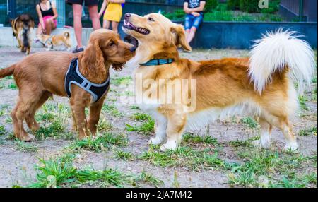 Cocker inglese spaniel cane e cane razza non identificato che gioca in un parco giochi Foto Stock