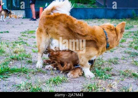 Cocker inglese spaniel cane e cane razza non identificato che gioca in un parco giochi Foto Stock