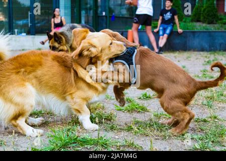 Cocker inglese spaniel cane e cane razza non identificato che gioca in un parco giochi Foto Stock