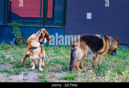 Cocker inglese spaniel cane e cane razza non identificato che gioca in un parco giochi Foto Stock