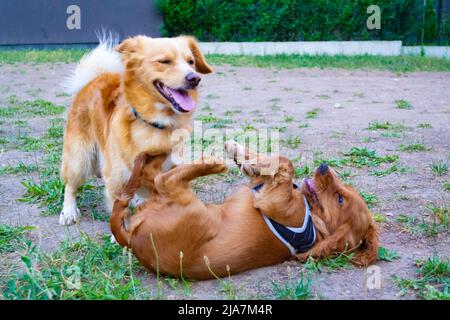 Cocker inglese spaniel cane e cane razza non identificato che gioca in un parco giochi Foto Stock