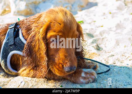 Cocker inglese spaniel cane e cane razza non identificato che gioca in un parco giochi Foto Stock