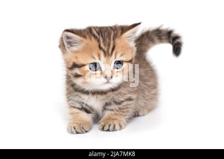 Ritratto di un gattino scozzese a strisce con occhi blu. Il gattino ha un mese, isolato su sfondo bianco. Foto Stock
