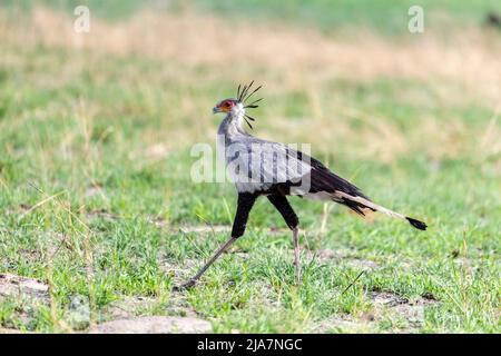 Segretario uccello che corre la prateria del Delta dell'Okavango, Botswana Foto Stock