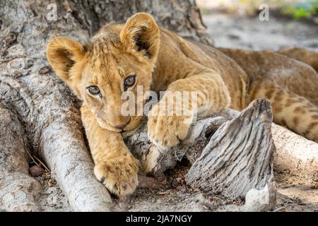 Cubetti di leoni della prateria del Delta dell'Okavango Foto Stock