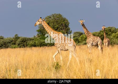 Giraffa meridionale della prateria del Delta dell'Okavango, Botswana Foto Stock
