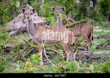 Il Grande Kudu nei boschi del Botswana nel Delta dell'Okavango Foto Stock