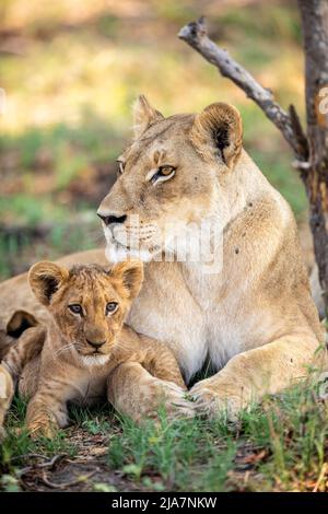 Leone orgoglio della prateria Okavango Delta Foto Stock