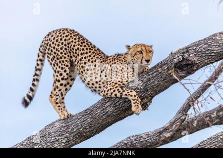 Ghepardo rampicante nel Delta dell'Okavango Foto Stock