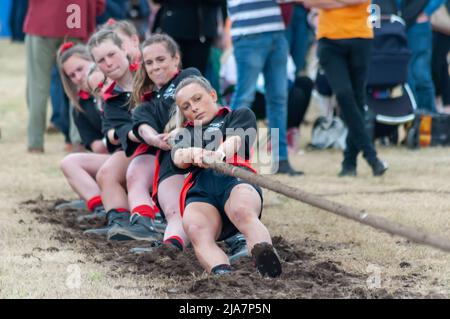 Lesmahagow, Scozia, Regno Unito. 28th maggio 2022. I giovani agricoltori competono nel rimorchiatore della competizione di guerra al Lesmahagow Agricultural Show in quanto fa un ritorno dopo un'assenza di due anni a causa della pandemia del Covid-19. Si tratta di un evento annuale dal 1807 e celebra le abilità della popolazione locale e comprende la mostra di bestiame, le prove su cani da pecora, la pastorizia, il rimorchiatore di guerra, il cavallo e pony giudicare e una sfilata di trattori d'epoca. Credit: SKULLY/Alamy Live News Foto Stock