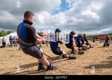 Lesmahagow, Scozia, Regno Unito. 28th maggio 2022. I giovani agricoltori competono nel rimorchiatore della competizione di guerra al Lesmahagow Agricultural Show in quanto fa un ritorno dopo un'assenza di due anni a causa della pandemia del Covid-19. Si tratta di un evento annuale dal 1807 e celebra le abilità della popolazione locale e comprende la mostra di bestiame, le prove su cani da pecora, la pastorizia, il rimorchiatore di guerra, il cavallo e pony giudicare e una sfilata di trattori d'epoca. Credit: SKULLY/Alamy Live News Foto Stock