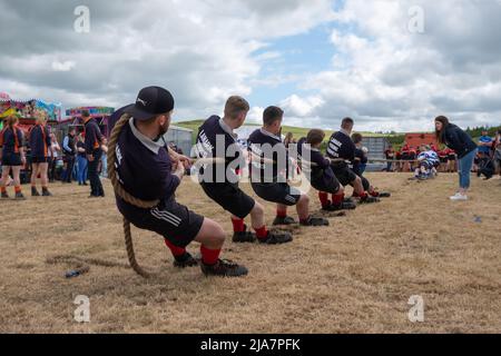 Lesmahagow, Scozia, Regno Unito. 28th maggio 2022. I giovani agricoltori competono nel rimorchiatore della competizione di guerra al Lesmahagow Agricultural Show in quanto fa un ritorno dopo un'assenza di due anni a causa della pandemia del Covid-19. Si tratta di un evento annuale dal 1807 e celebra le abilità della popolazione locale e comprende la mostra di bestiame, le prove su cani da pecora, la pastorizia, il rimorchiatore di guerra, il cavallo e pony giudicare e una sfilata di trattori d'epoca. Credit: SKULLY/Alamy Live News Foto Stock