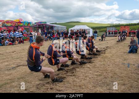 Lesmahagow, Scozia, Regno Unito. 28th maggio 2022. I giovani agricoltori competono nel rimorchiatore della competizione di guerra al Lesmahagow Agricultural Show in quanto fa un ritorno dopo un'assenza di due anni a causa della pandemia del Covid-19. Si tratta di un evento annuale dal 1807 e celebra le abilità della popolazione locale e comprende la mostra di bestiame, le prove su cani da pecora, la pastorizia, il rimorchiatore di guerra, il cavallo e pony giudicare e una sfilata di trattori d'epoca. Credit: SKULLY/Alamy Live News Foto Stock